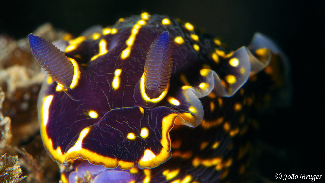 Night Dive