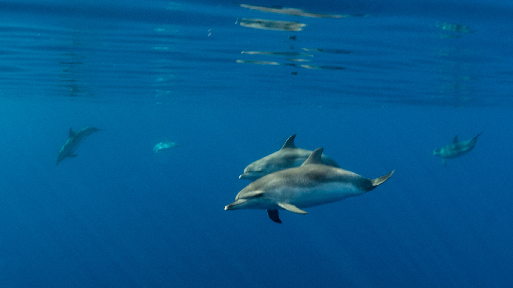 Natação com Golfinhos