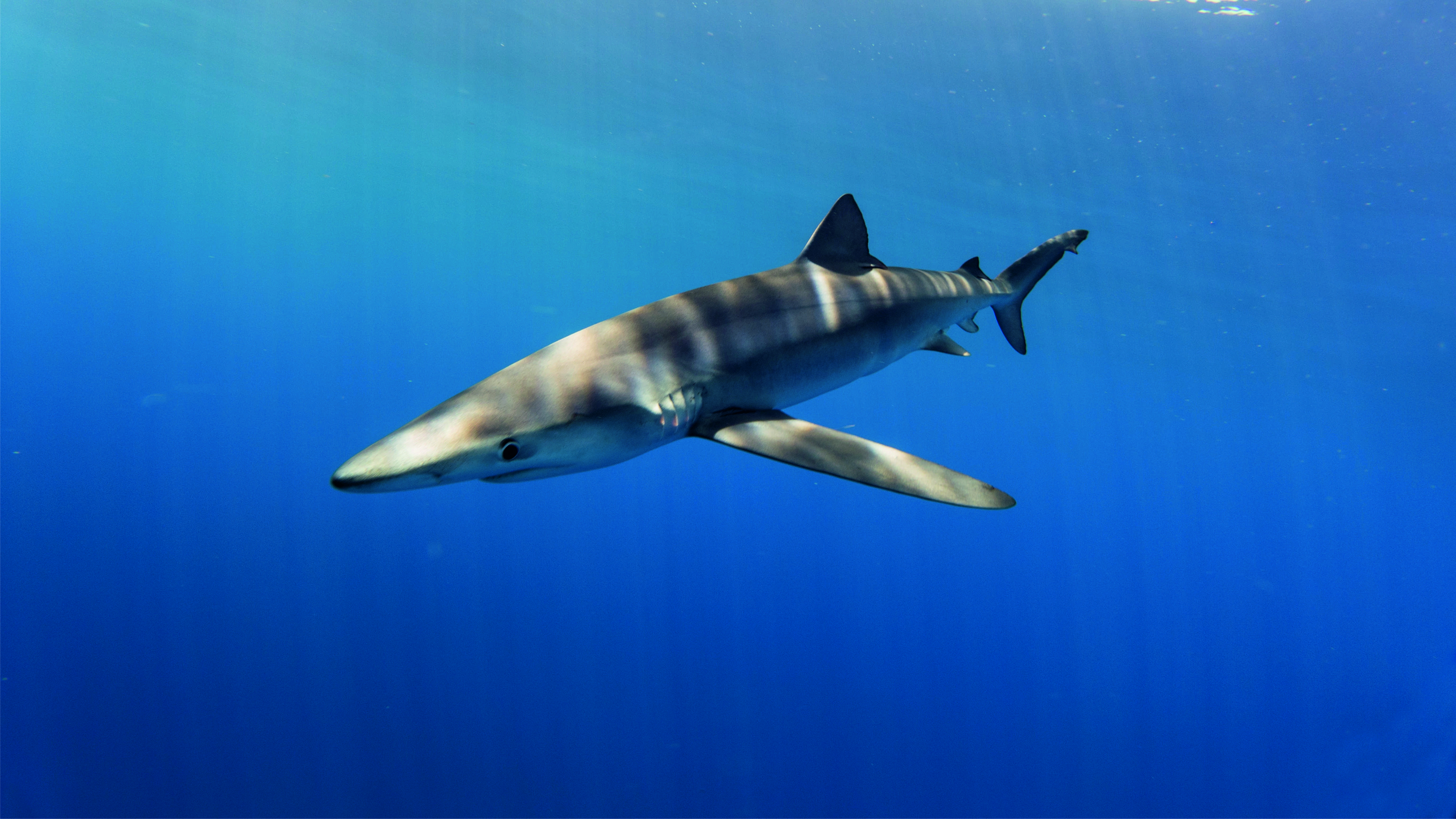 Offshore - Shark Diving