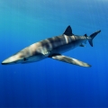 shark1