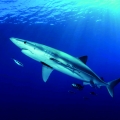 shark2