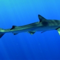 shark3