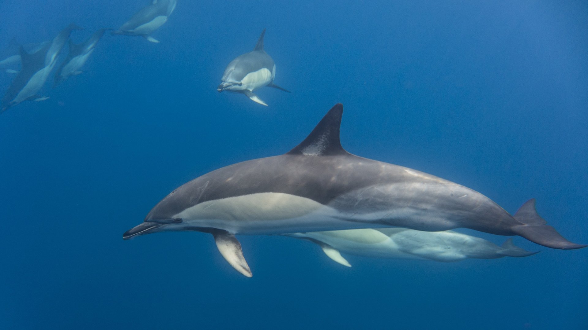 Swim with Dolphins